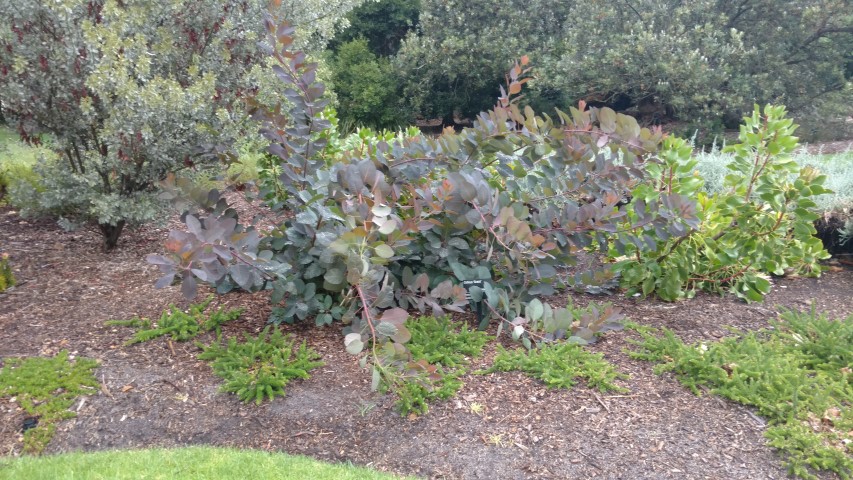 Cotinus spp. plantplacesimage20161226_162358.jpg