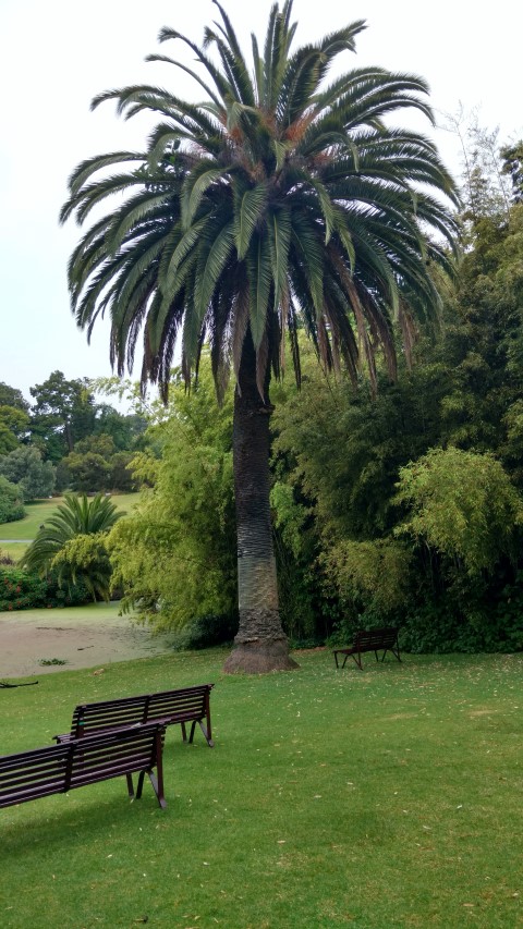 Phoenix canariensis plantplacesimage20161226_164726.jpg