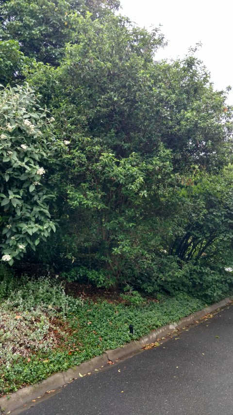 Viburnum macrocepha plantplacesimage20161226_183506.jpg