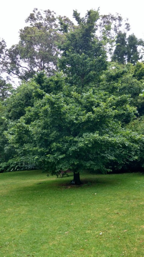 Ulmus procera plantplacesimage20161226_184657.jpg