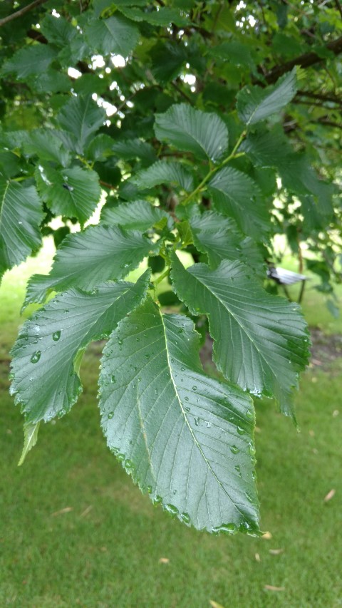 Ulmus spp plantplacesimage20161226_184819.jpg