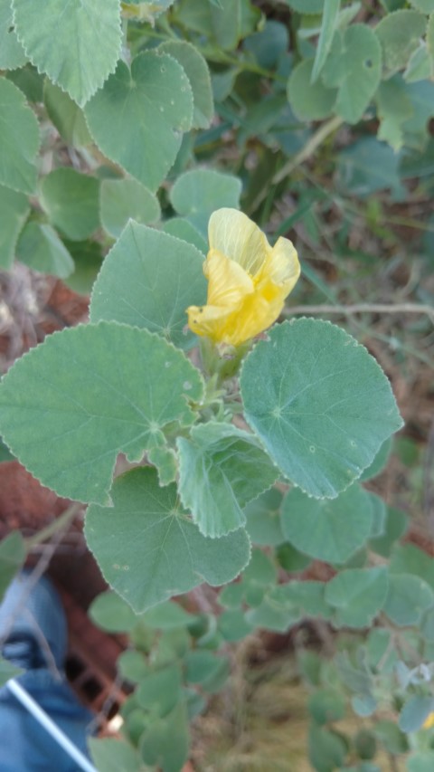 abutilon leucopetalum plantplacesimage20161228_081018.jpg