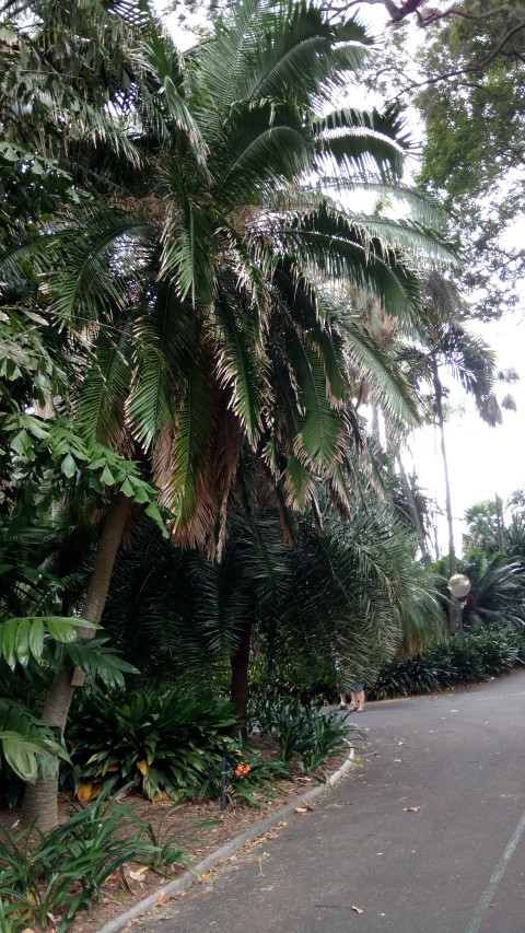 Phoenix rupicola plantplacesimage20170102_123317.jpg