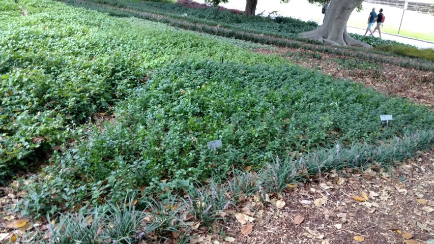 Vinca major plantplacesimage20170102_184756.jpg