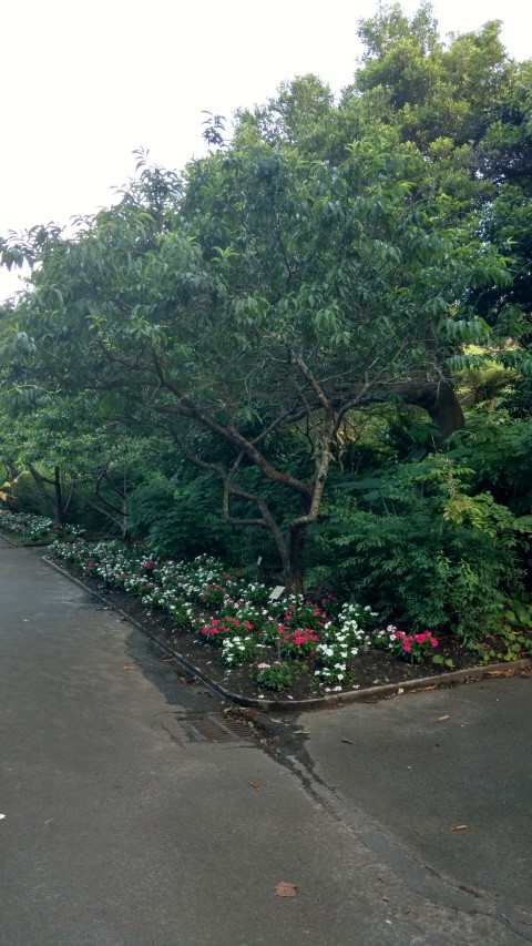 Prunus persica plantplacesimage20170106_192649.jpg