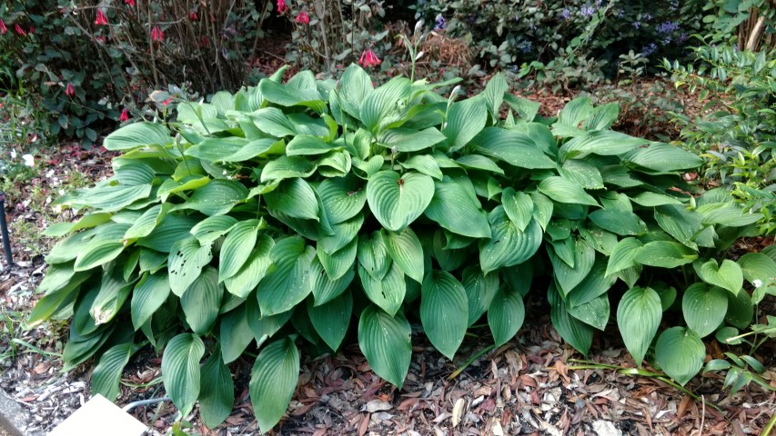 hosta lancifolia plantplacesimage20170106_193031.jpg