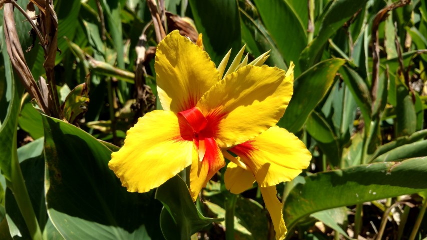 Canna x generalis plantplacesimage20170107_141711.jpg