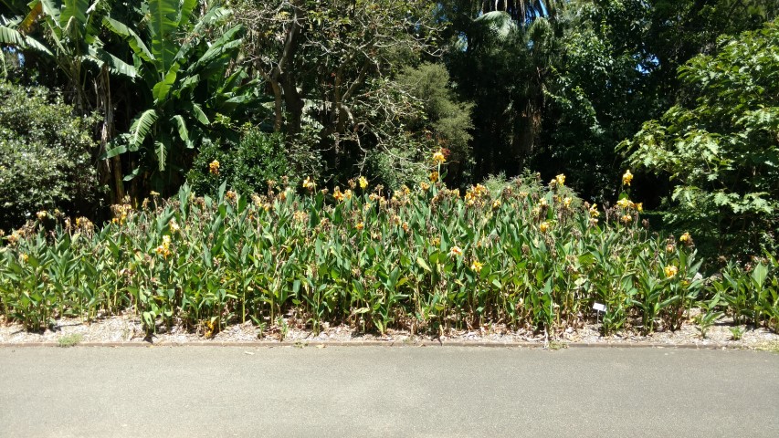 Canna x generalis plantplacesimage20170107_141740.jpg