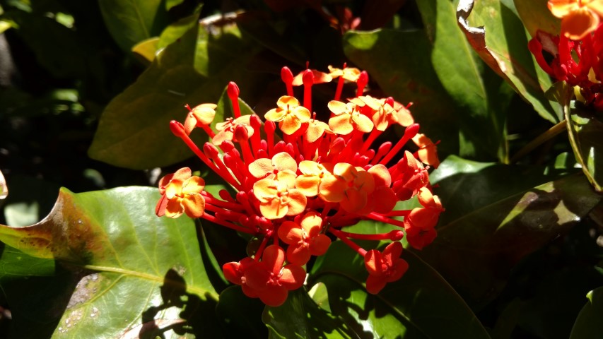 Ixora chinensis plantplacesimage20170107_145023.jpg
