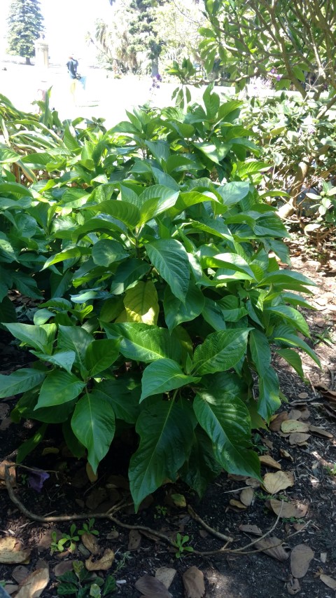 Abutilon megapotanicum plantplacesimage20170107_150136.jpg