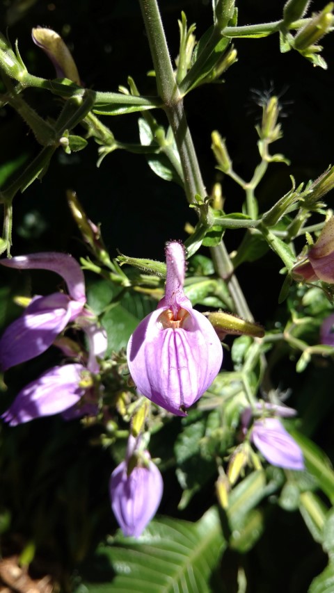 Brilliantasia nitens plantplacesimage20170107_150308.jpg