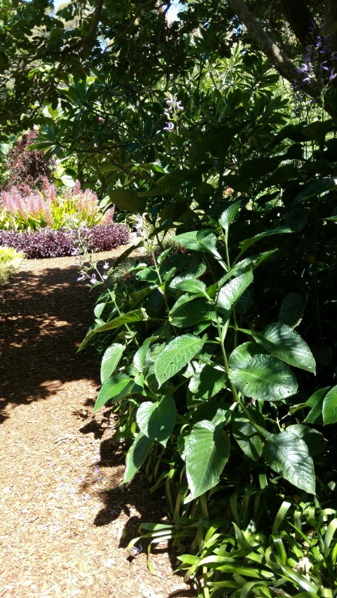 Brilliantasia nitens plantplacesimage20170107_150325.jpg