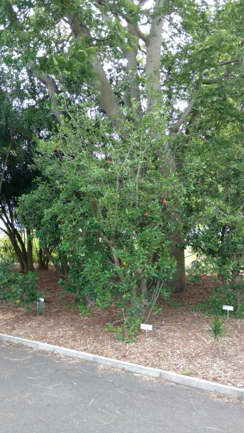 Hibiscus boryanus plantplacesimage20170108_112758.jpg