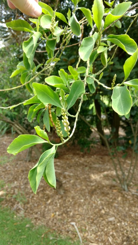 Indigofera ammoxylon plantplacesimage20170108_112908.jpg