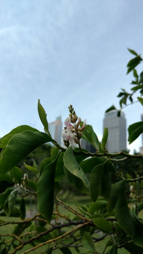 Indigofera ammoxylon plantplacesimage20170108_112951.jpg
