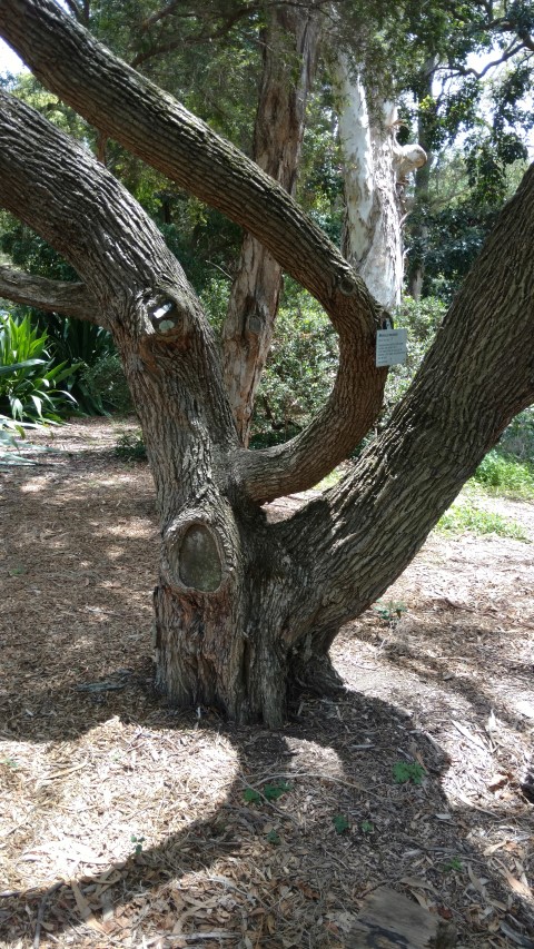 Melaleuca braceata plantplacesimage20170108_121454.jpg