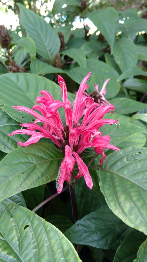 Justicia carnea plantplacesimage20170108_130858.jpg