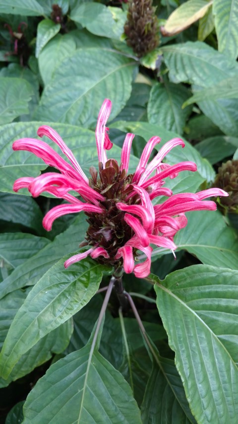 Justicia carnea plantplacesimage20170108_130927.jpg