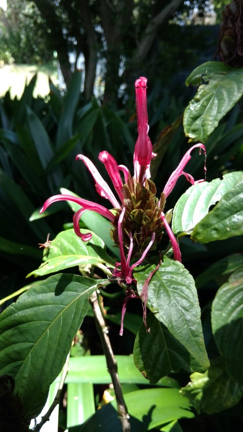 Justicia carnea plantplacesimage20170108_133521.jpg