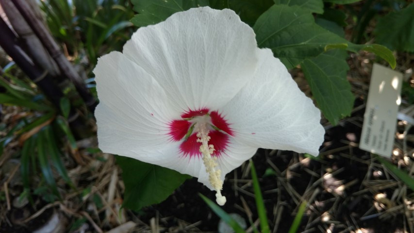 Hibiscus syriacus plantplacesimage20170108_134241.jpg