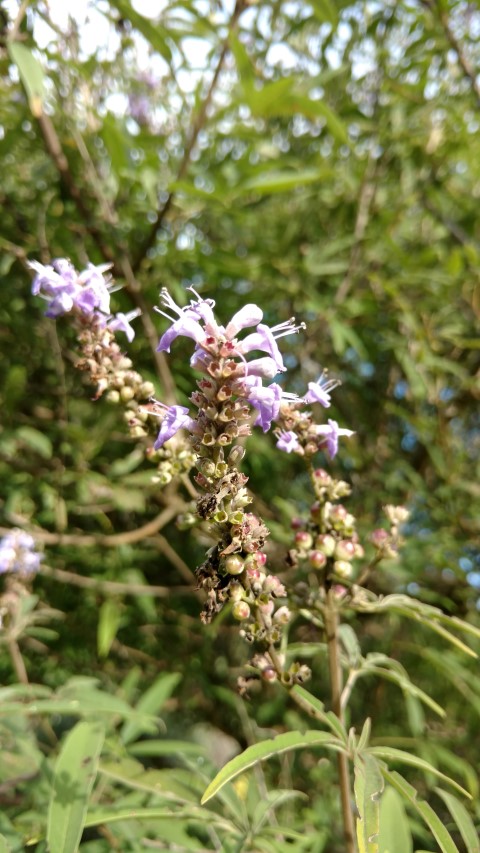 Vitex agnus-castus plantplacesimage20170108_165427.jpg