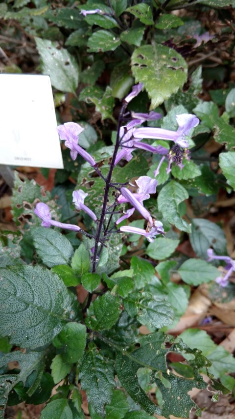 Plectranthus plantplacesimage20170108_180333.jpg