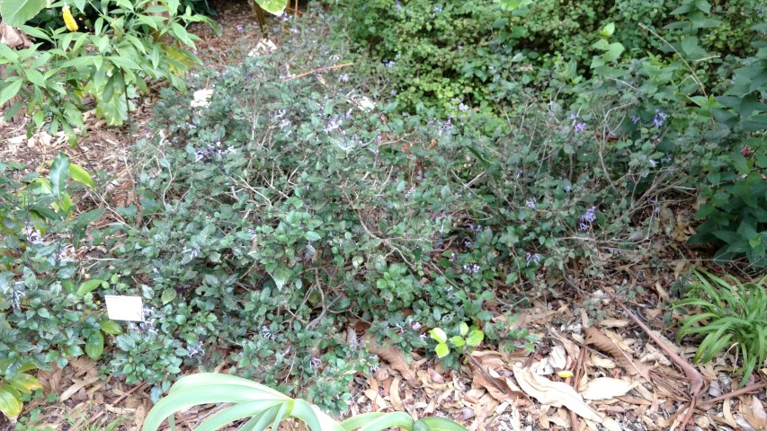 Plectranthus plantplacesimage20170108_180353.jpg
