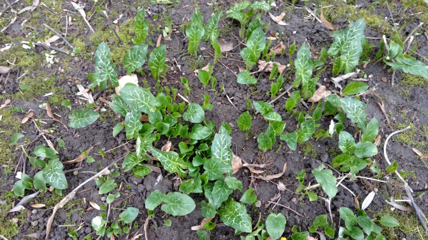 Arum italicum plantplacesimage20170225_131319.jpg