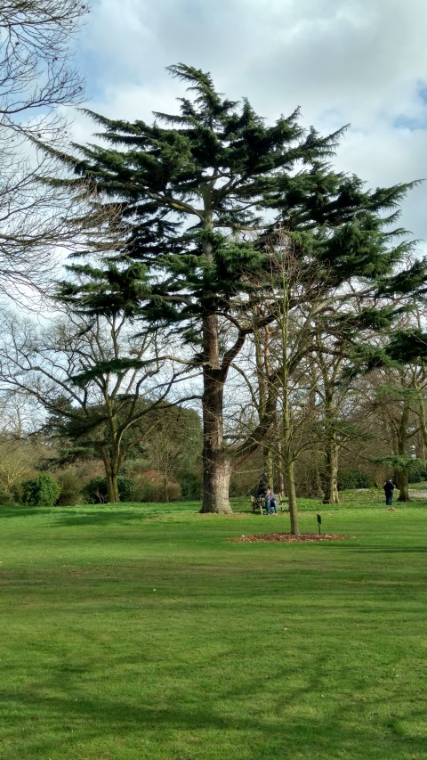 Cedrus deodara plantplacesimage20170304_143740.jpg