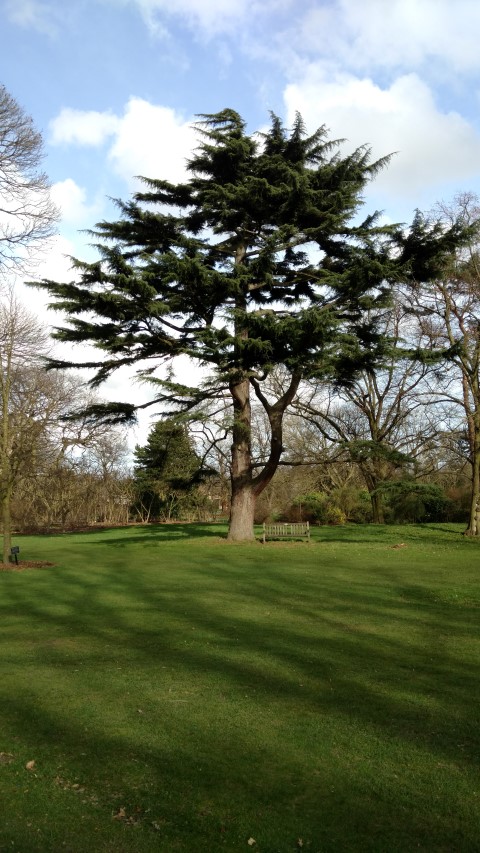 Cedrus deodara plantplacesimage20170304_143809.jpg