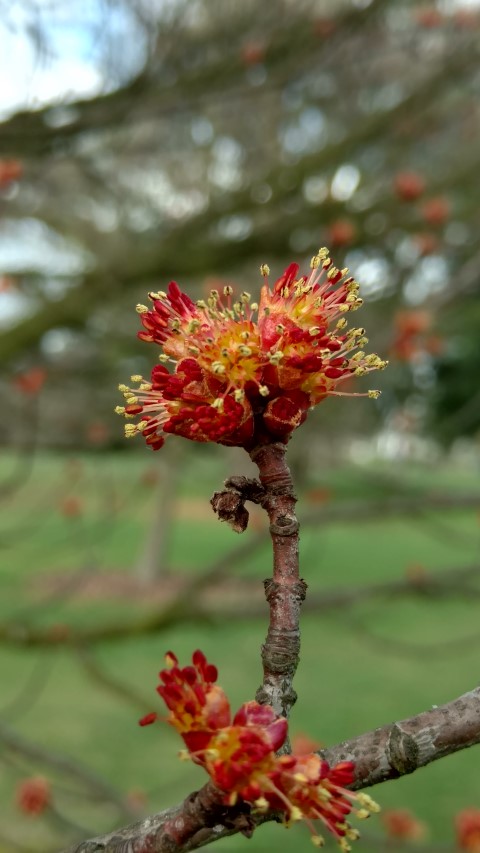Acer rubrum plantplacesimage20170304_144041.jpg