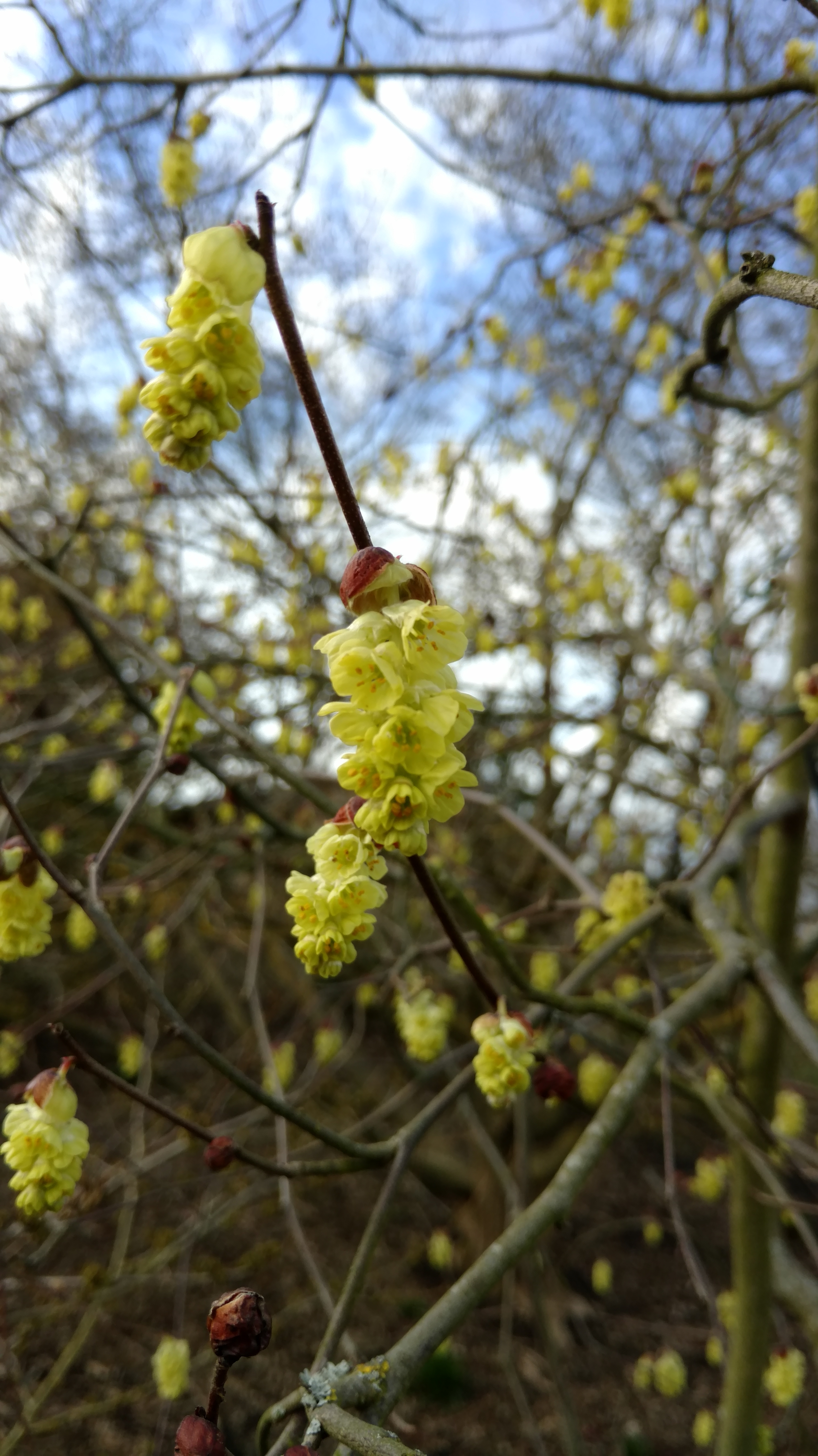 Corylopis sinensis plantplacesimage20170304_144200.jpg