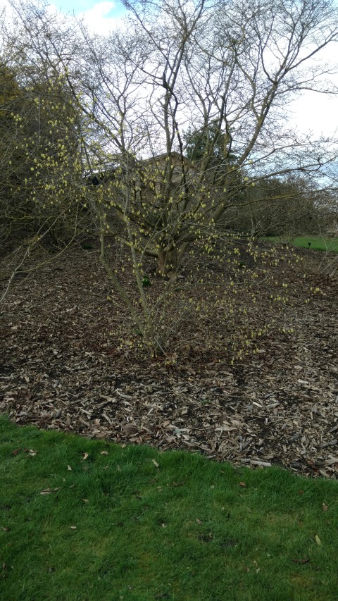 Corylopis sinensis plantplacesimage20170304_144225.jpg