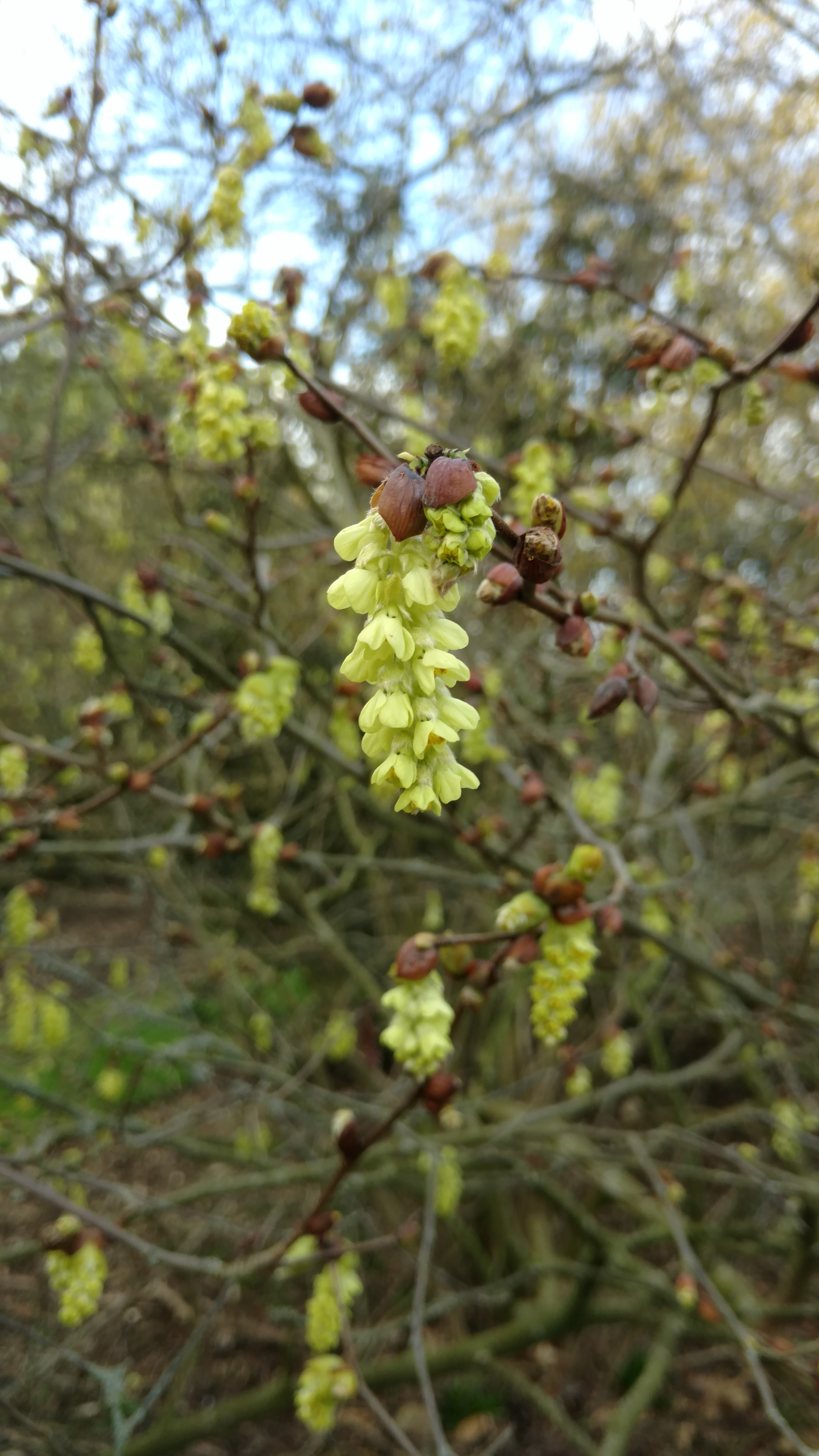 Corylopis sinensis plantplacesimage20170304_144439.jpg
