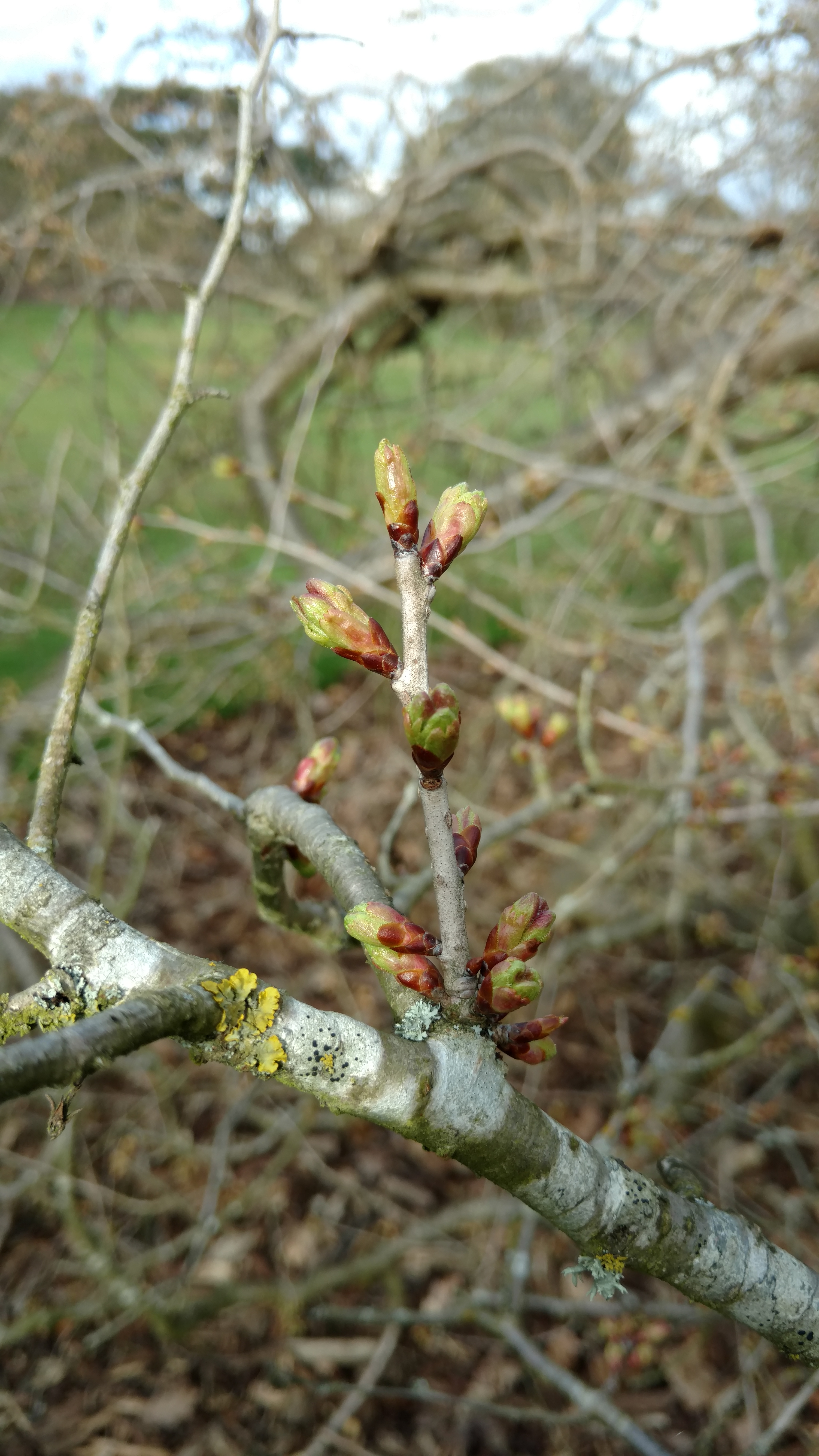 Prunus serrulata plantplacesimage20170304_144700.jpg