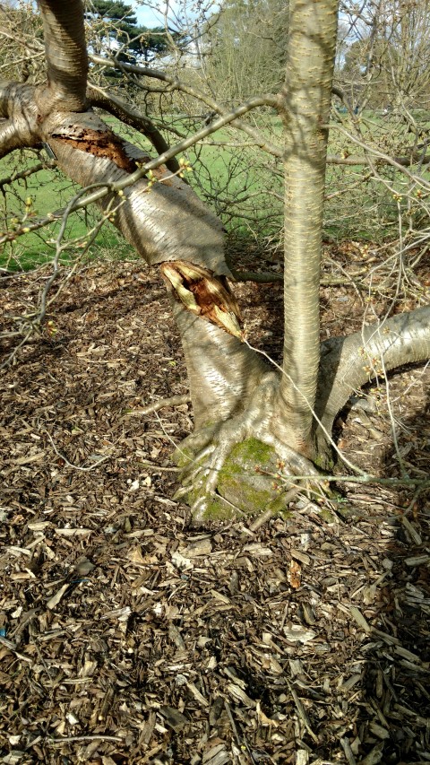 Prunus serrulata plantplacesimage20170304_144731.jpg