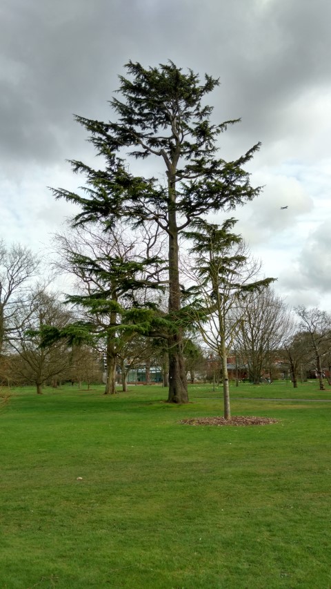 Cedrus deodara plantplacesimage20170304_145633.jpg