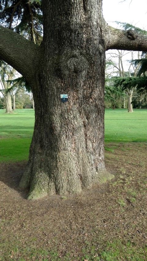 Cedrus deodara plantplacesimage20170304_151525.jpg