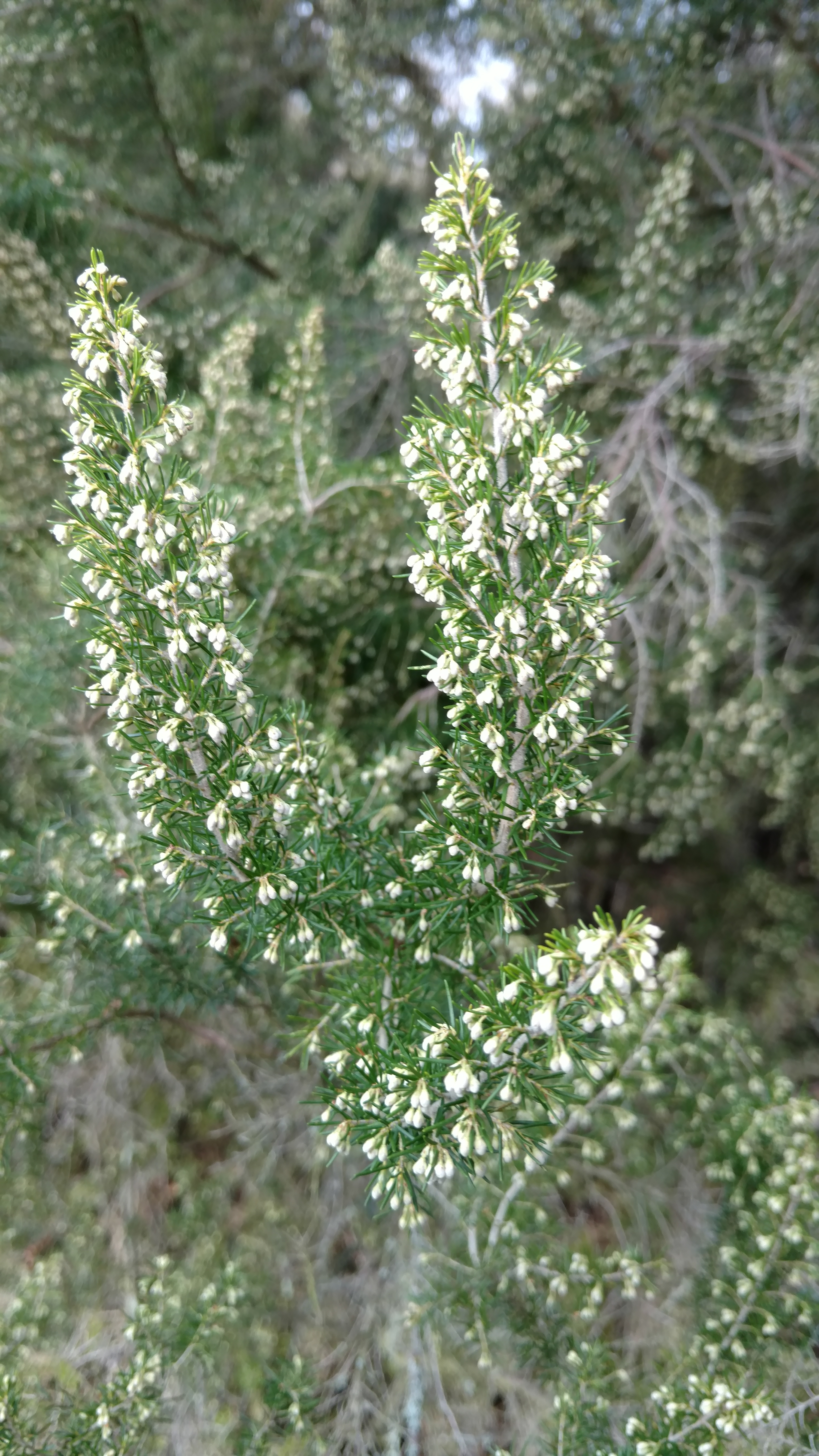 Erica arborea plantplacesimage20170304_152103.jpg