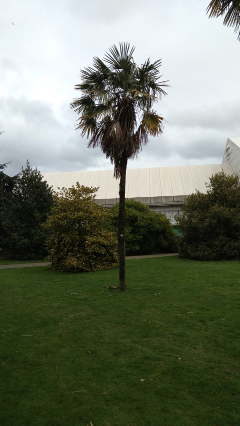 Trachycarpus fortunei plantplacesimage20170304_161336.jpg