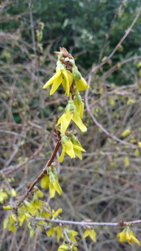 Forsythia suspensa plantplacesimage20170304_162754.jpg