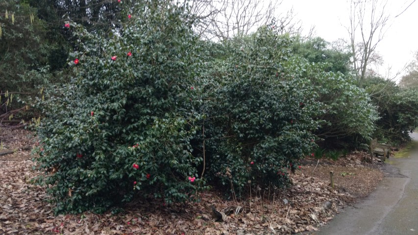 Camellia japonica plantplacesimage20170304_165317.jpg