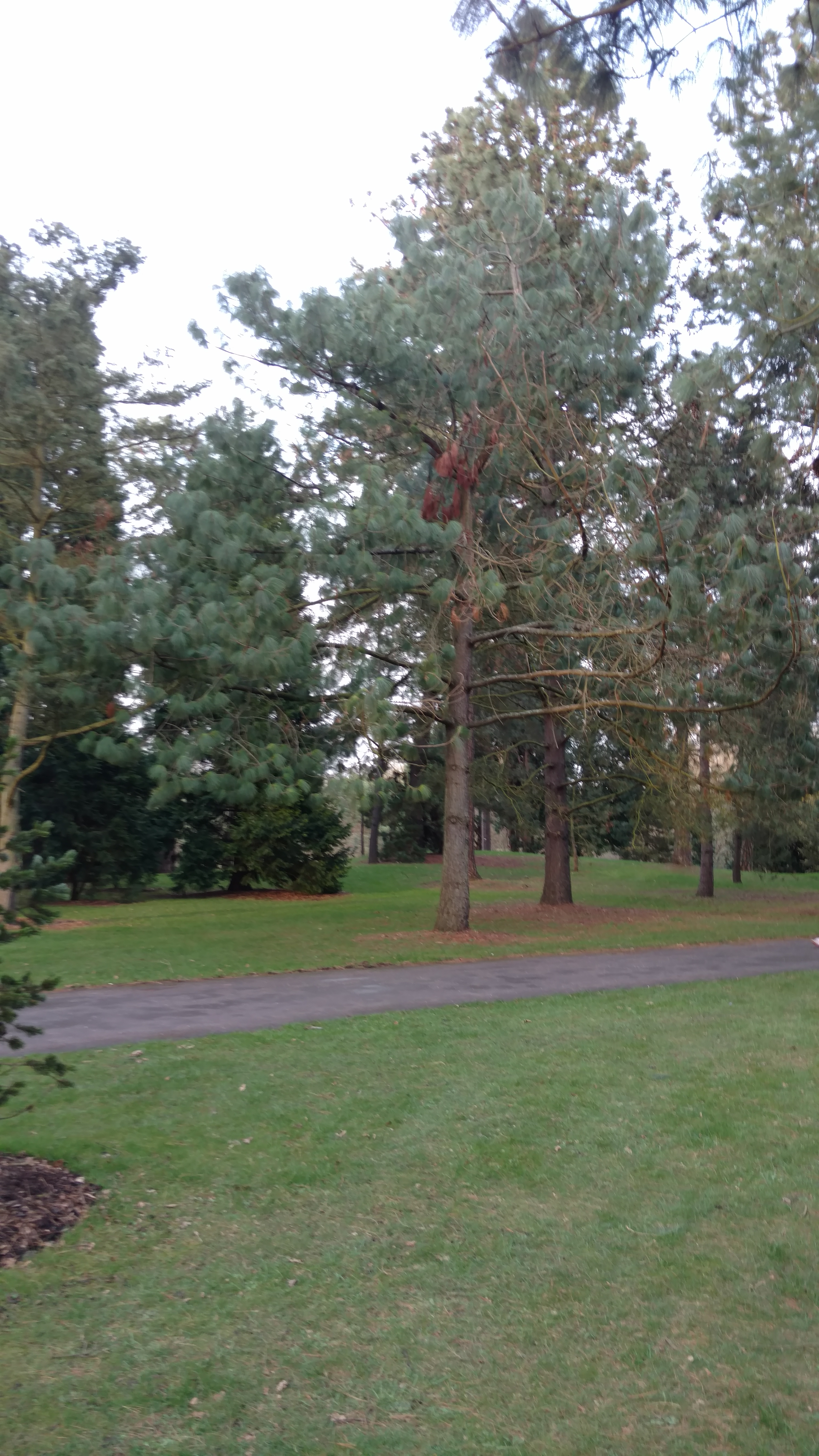 Pinus pseudostrobus plantplacesimage20170304_171319.jpg