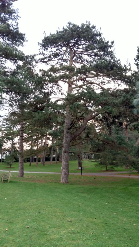 Pinus nigra plantplacesimage20170304_172243.jpg