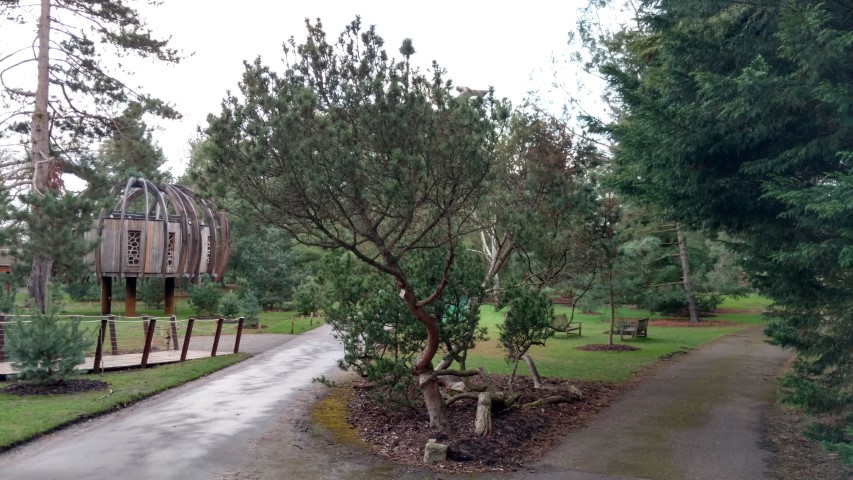 Pinus mugo plantplacesimage20170304_172426.jpg