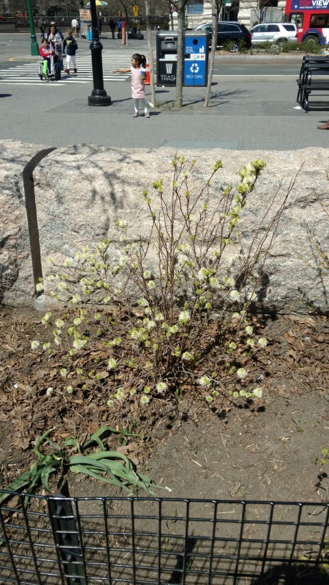 Fothergilla gardenii plantplacesimage20170414_132652.jpg