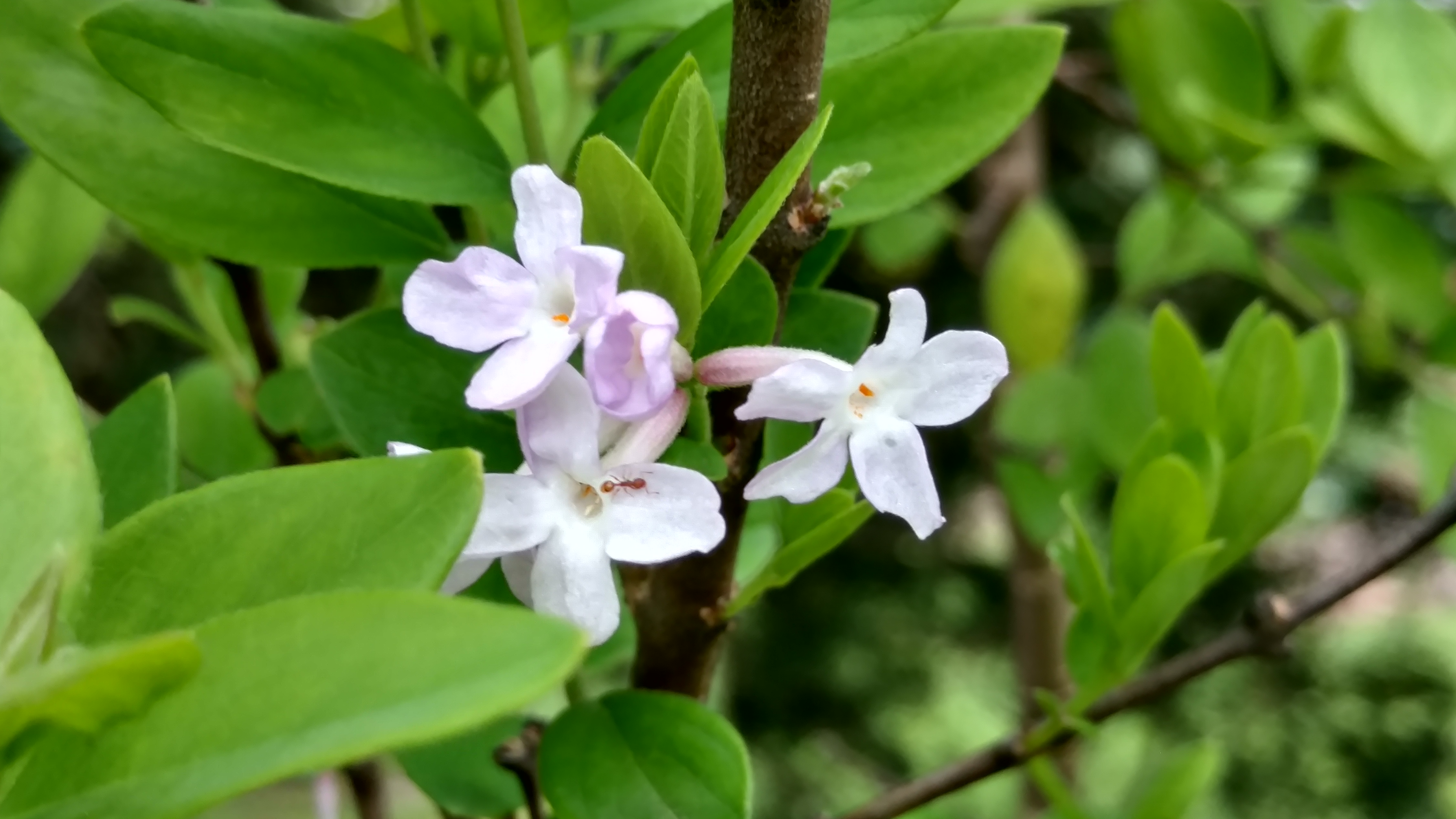 Daphne genkwa plantplacesimage20170427_180322.jpg