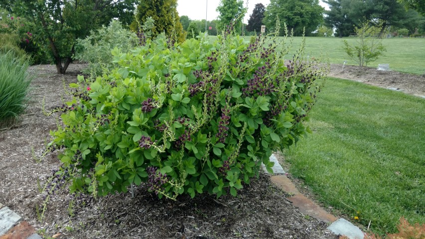 Baptisia  plantplacesimage20170427_180903.jpg