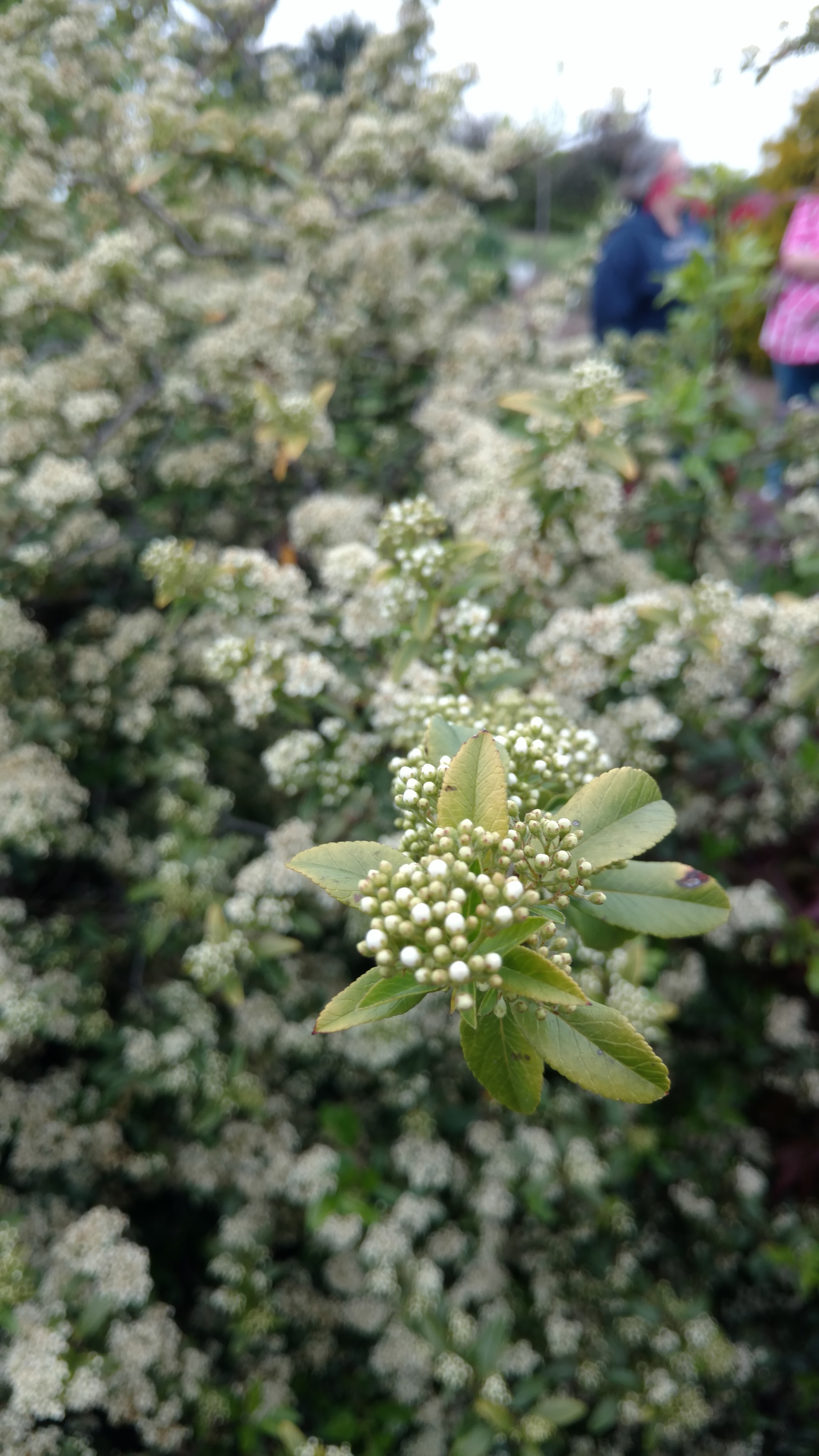 Pyracantha angustifolia plantplacesimage20170427_181711.jpg