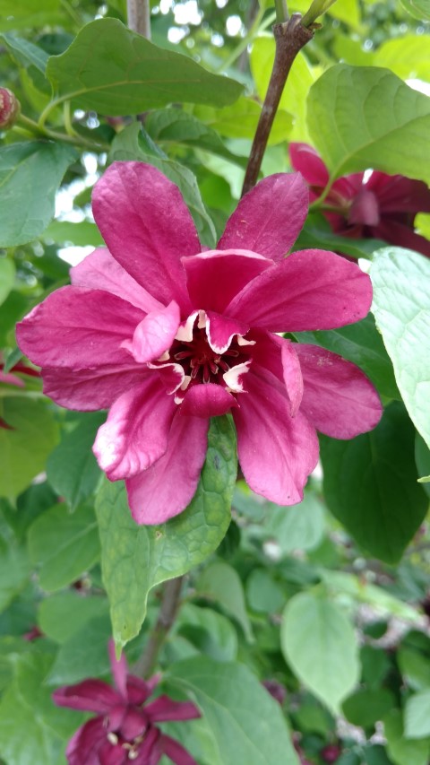 Calycanthus x raulstonii plantplacesimage20170427_182457.jpg